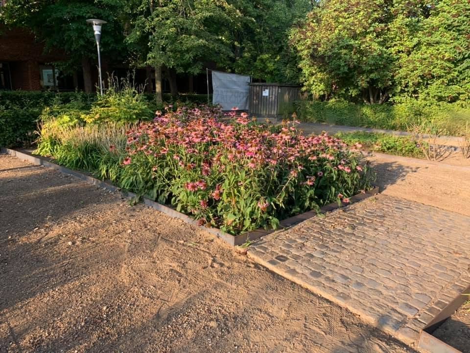 Staudebed med echinacea mellem brostensbelægning og corten-stålkant ved Solrød Rådhus